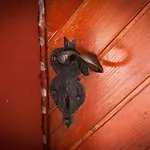 Zajcek Apartma Appartement *