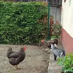 Zajcek Apartma * Mojstrana