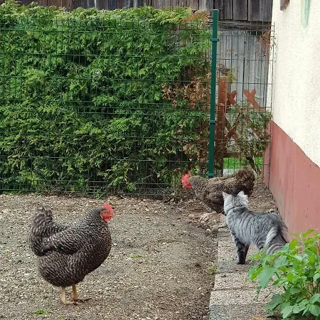 Zajcek Apartma * Mojstrana