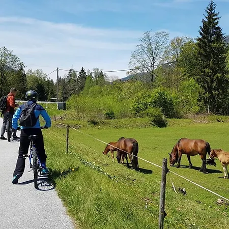 Zajcek Apartma Mojstrana