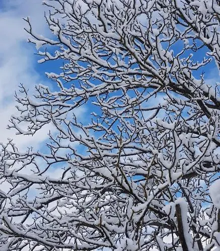 Zajcek Apartma * Mojstrana