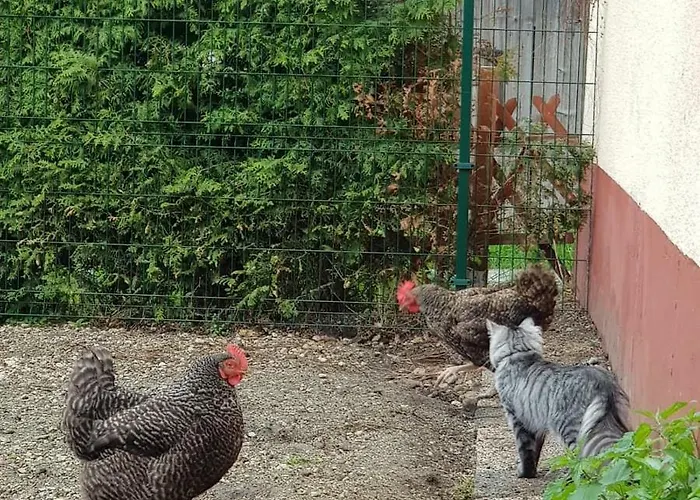 Zajcek Apartma * موجسترانا